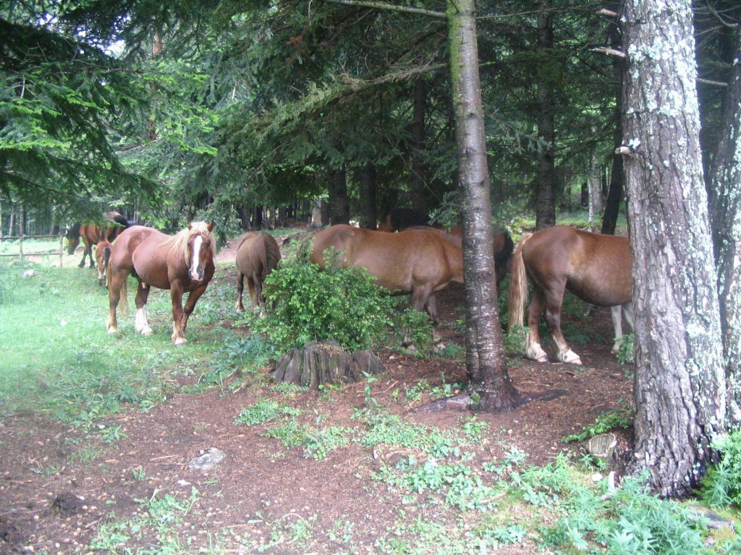 Terralta 2* Campelles